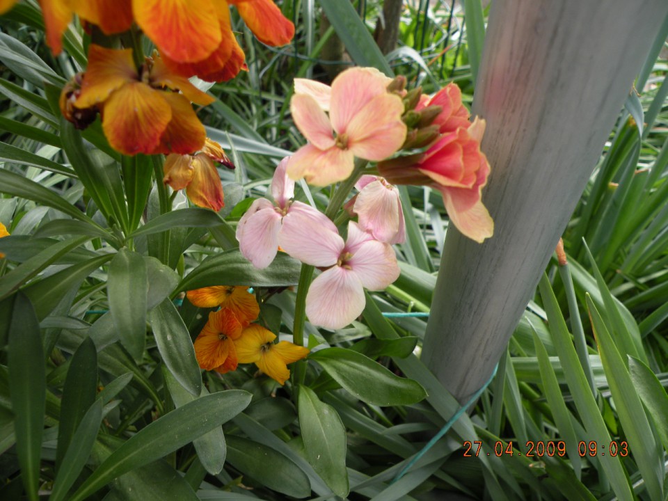 Razne cvetlice - foto povečava