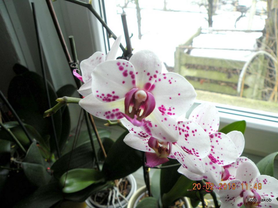 Orhideja - foto povečava