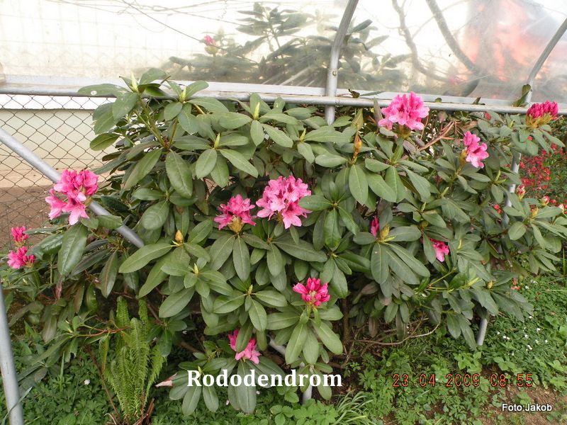 Rododendrom