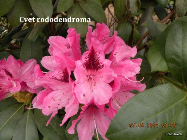 Cvetovi - rododendrom