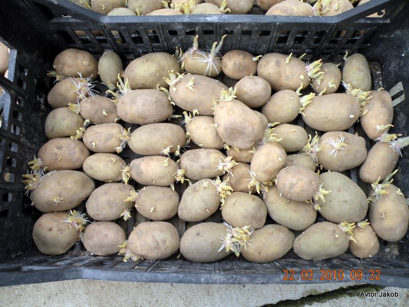 Krompir - foto povečava