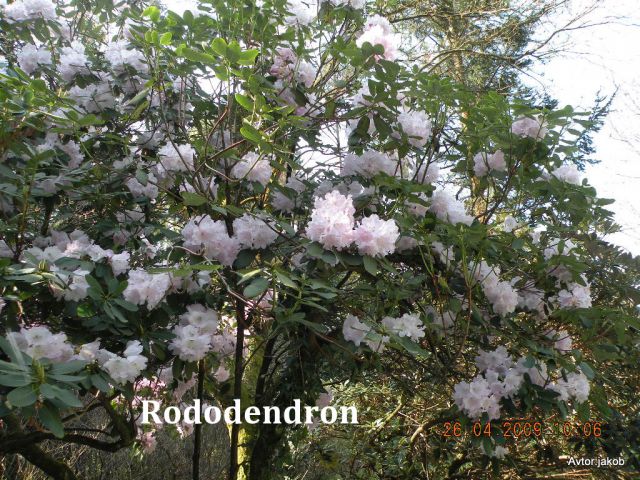 ARBORETUM - foto