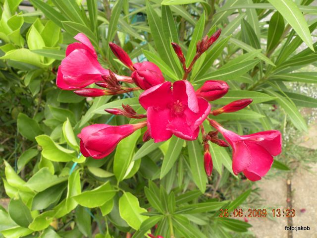 Oleander - foto