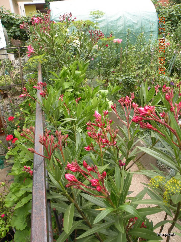 Oleander - foto povečava