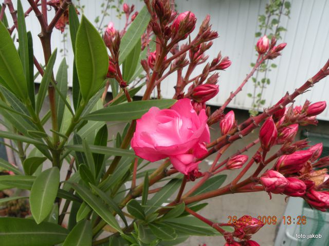 Oleander - foto