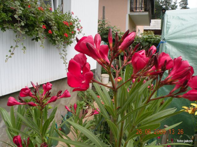 Oleander - foto