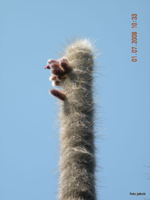 Kaktusa velikana - foto