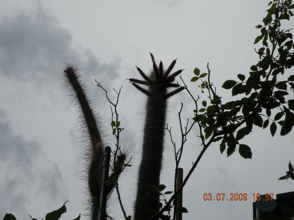 Kaktusa velikana - foto povečava