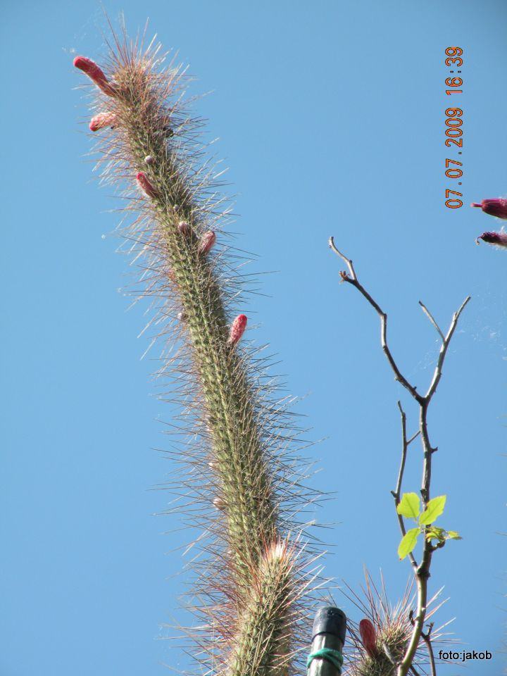Kaktusa velikana - foto povečava