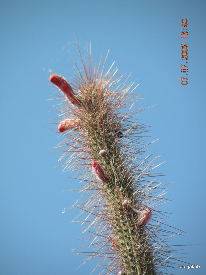 Kaktusa velikana - foto povečava