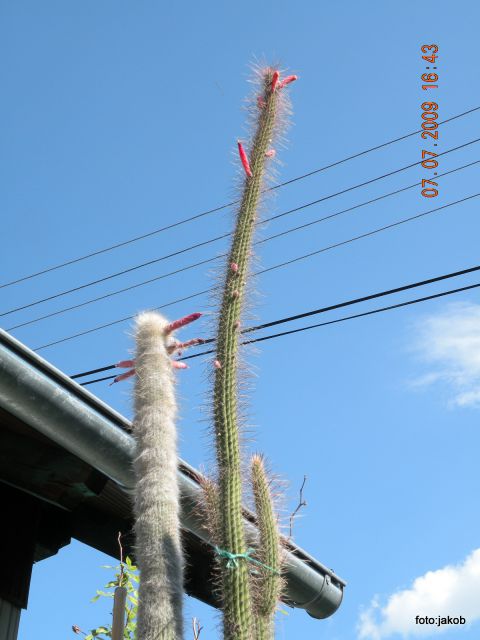 Kaktusa velikana - foto