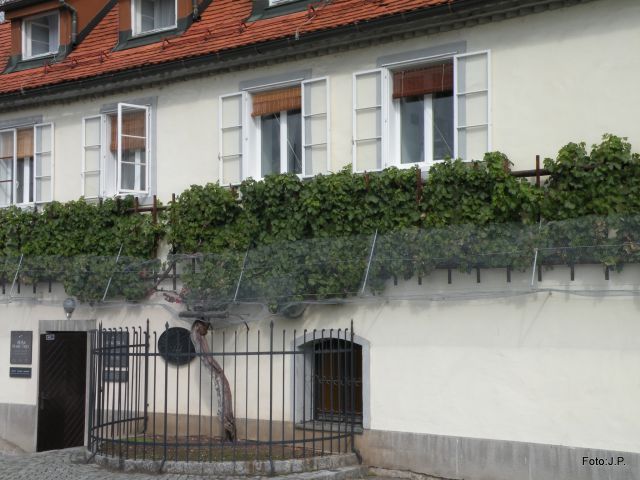 Hiša stare trte - foto