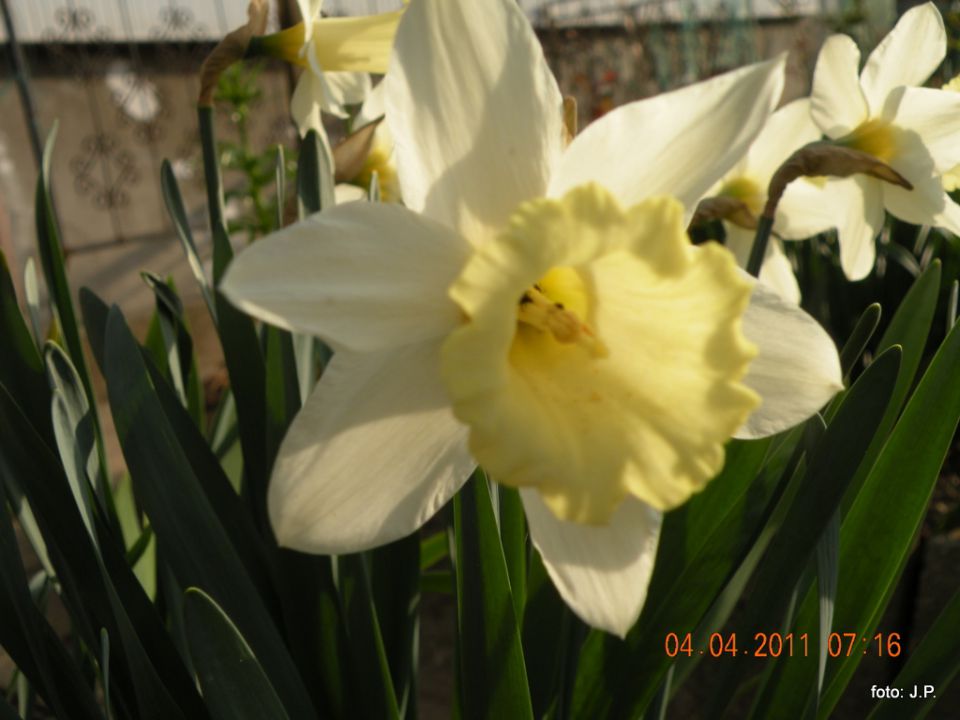 Narcise - foto povečava