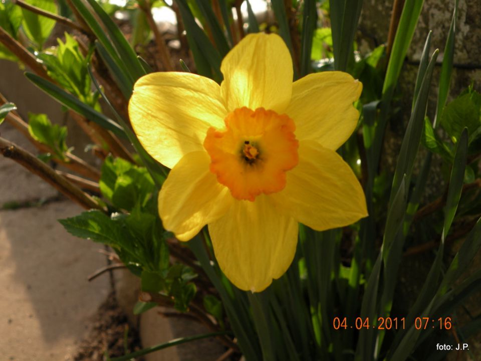 Narcise - foto povečava