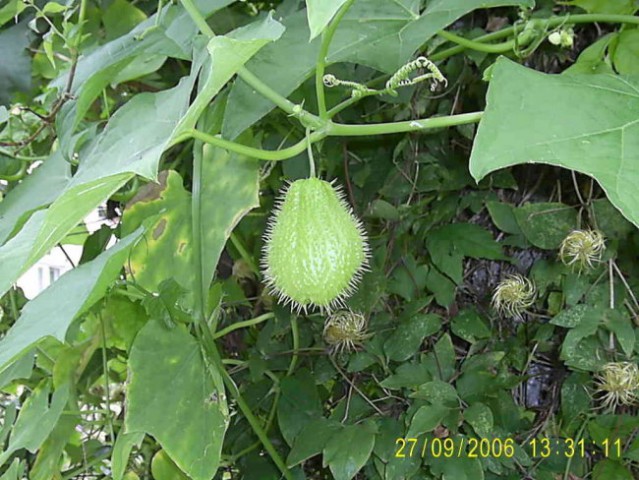 Gre za rastlino, ki se imenuje čajota (Sechium edule). Nekateri ji pravijo brazilska kumar
