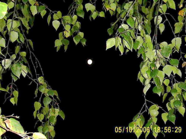 Na sliki je vidna luna. Posnetek je narejen med vejevjem breze