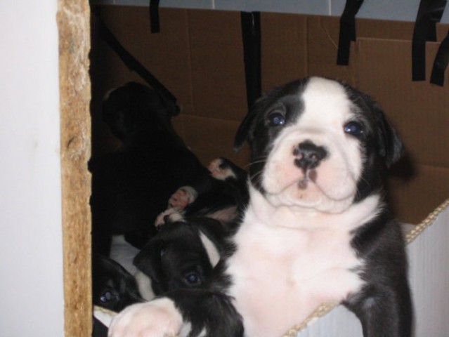 Aja Puppies - foto