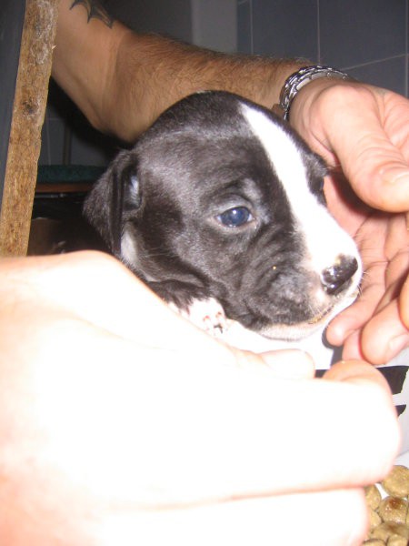 Aja Puppies - foto