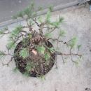 Bonsaj - Pinus sylvestris - jan.07