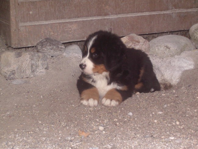 Essyni mladički 2004 - foto povečava