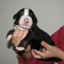 Bastian bourbon 10 dni
