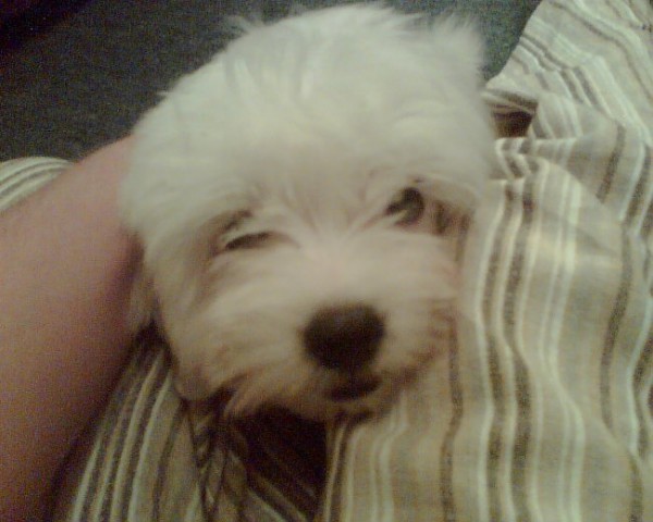 Bobby2 - foto
