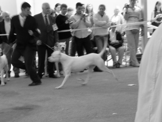 Eurodog show, Tulln - 2oo5 - foto povečava