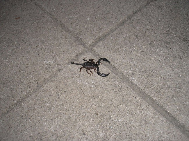 škorpijon - foto povečava