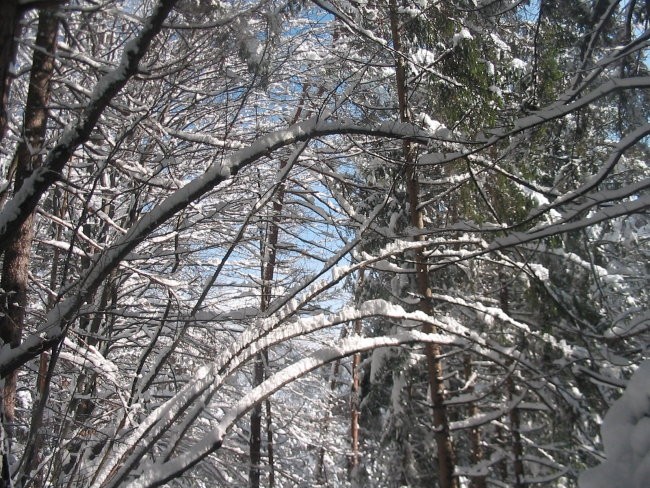 ZIMA 2006 - foto povečava