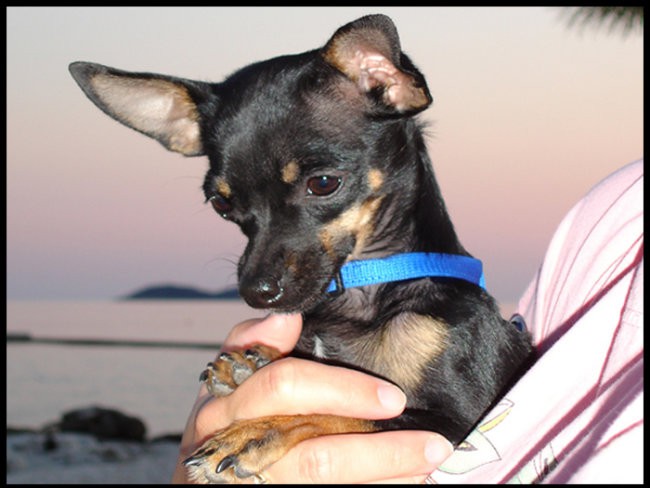 Lily - foto povečava