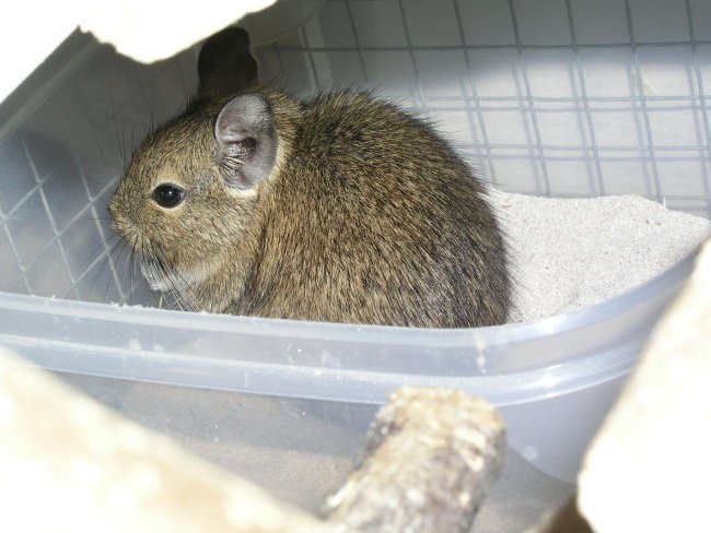 Degu - foto povečava