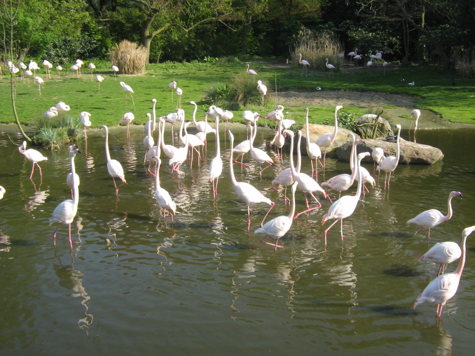 NIZOZEMSKA - foto povečava