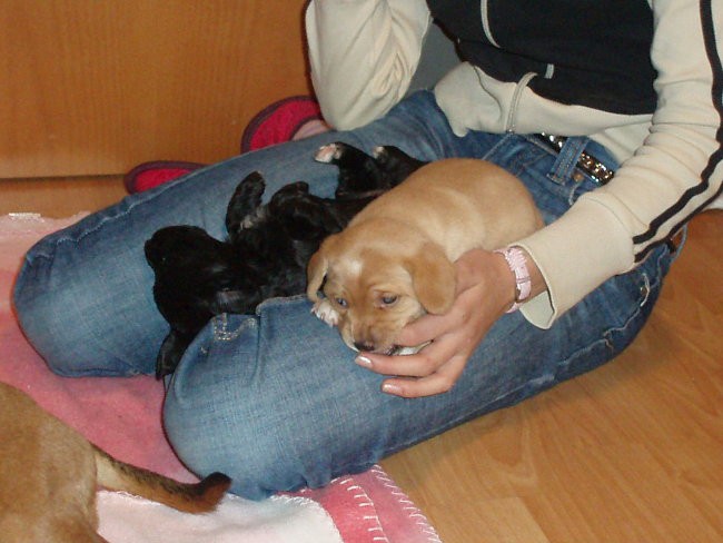 Mladicki 3 - 5tednov - foto povečava