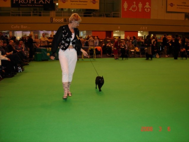 Crufts 2008 - foto