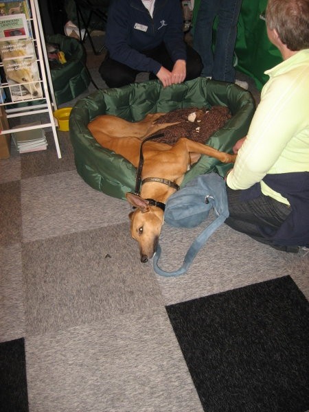 Crufts 2008 - foto