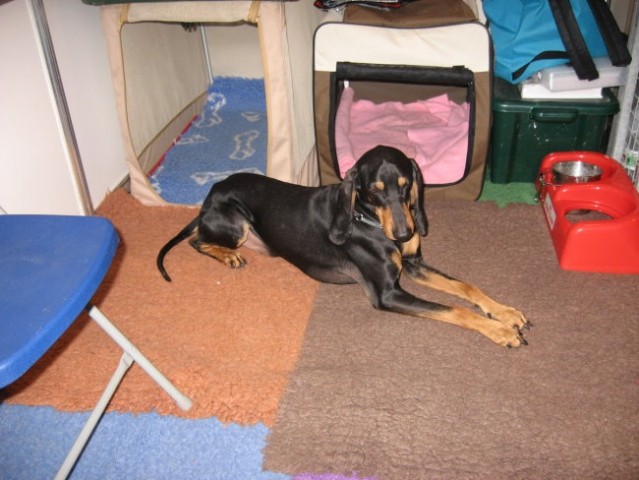 Crufts 2008 - foto