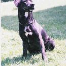 Tito, mesanec z labradorcem, kastriran, cepljen, star 1-2 leti
051 304 435