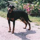 Mesanec rotweiler/doberman, star 1 leto
ODDAN