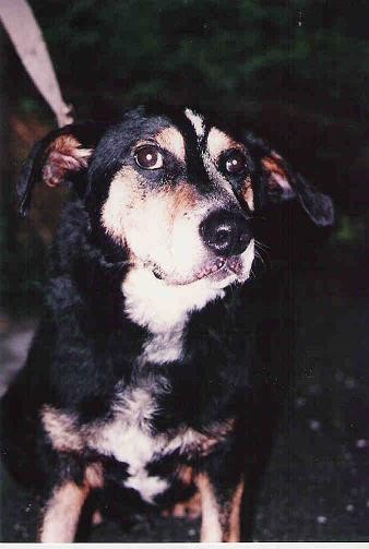 Starejsi pes, najdencek, verjetno popolnoma gluh, isce stalen ali zacasen dom
oddan