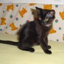 Pikica, 040 531 717
oddana