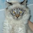 75/04
4 mesece
sterilizirana
ODDANA