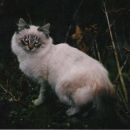 75/04
4 mesece, sterilizirana
ODDANA