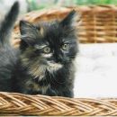 3 mesece, samicka, zelo prikupna
oddana