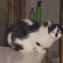 Lila, 2 do 3 leta, sterilizirana
040 531 717