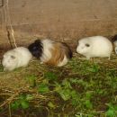 Samice, odrasle, 040 531 717
