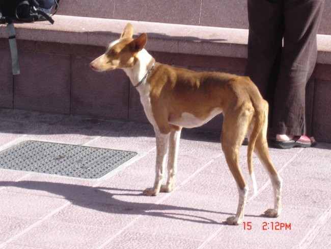 Tenerife, oktober 2005