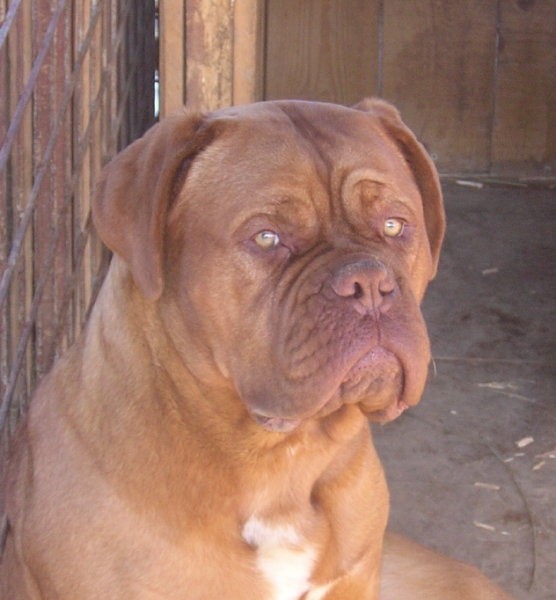 Luna - foto povečava