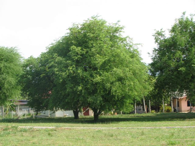 Tamarinda - drevo