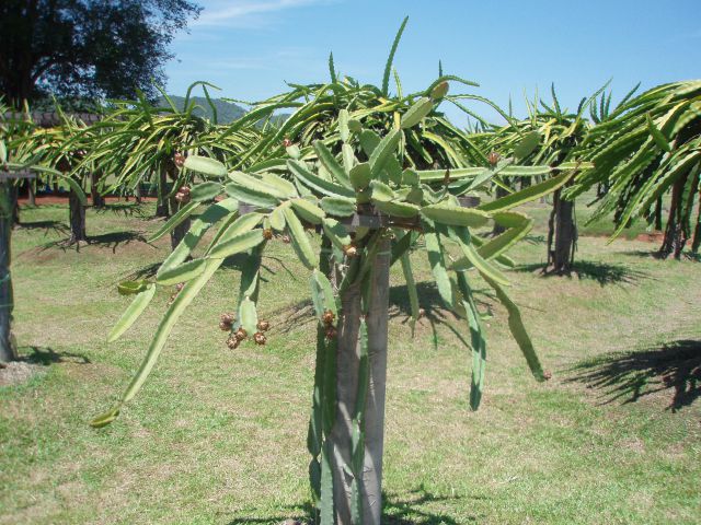 Dragon fruit kaktus