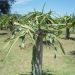dragon fruit kaktus